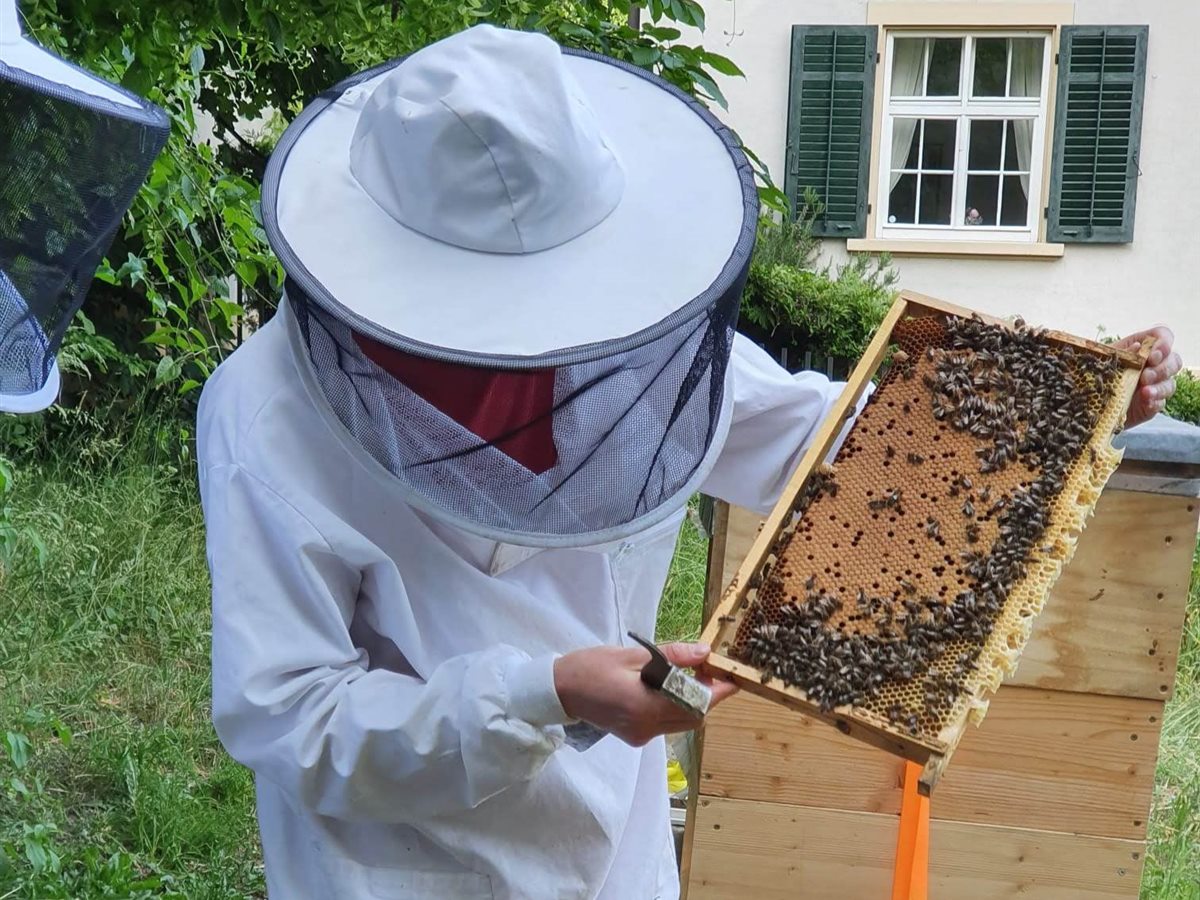 Imker im Schutzanzug hält eine Wabe voller Bienen